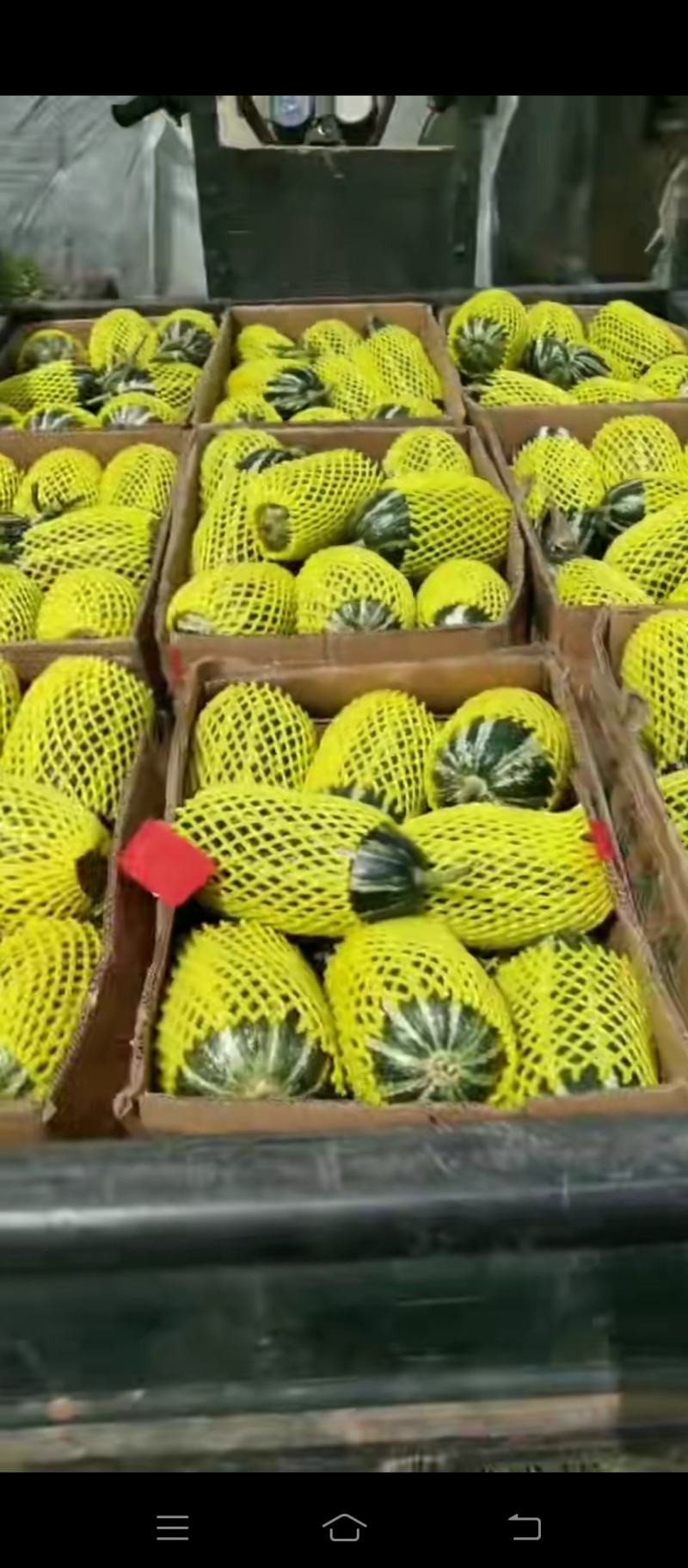 绿色水果