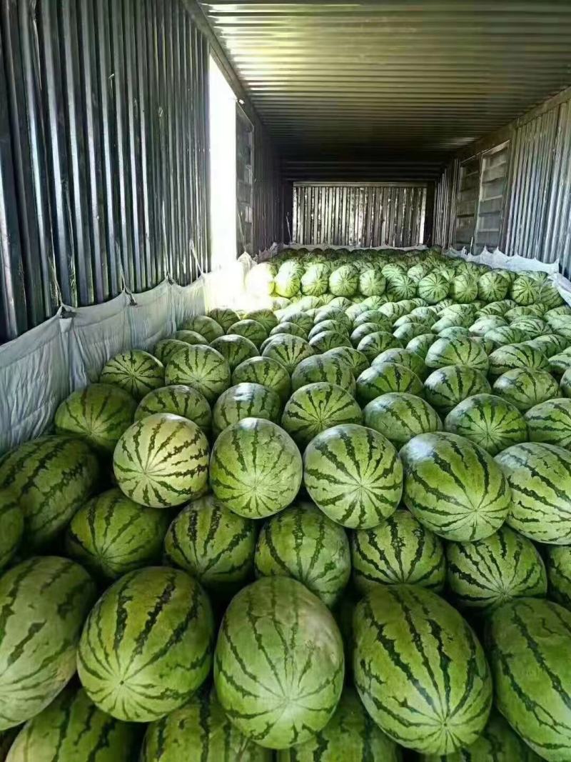 推荐新疆安农二号金城五号九分熟品质保证诚信经营欢迎来电
