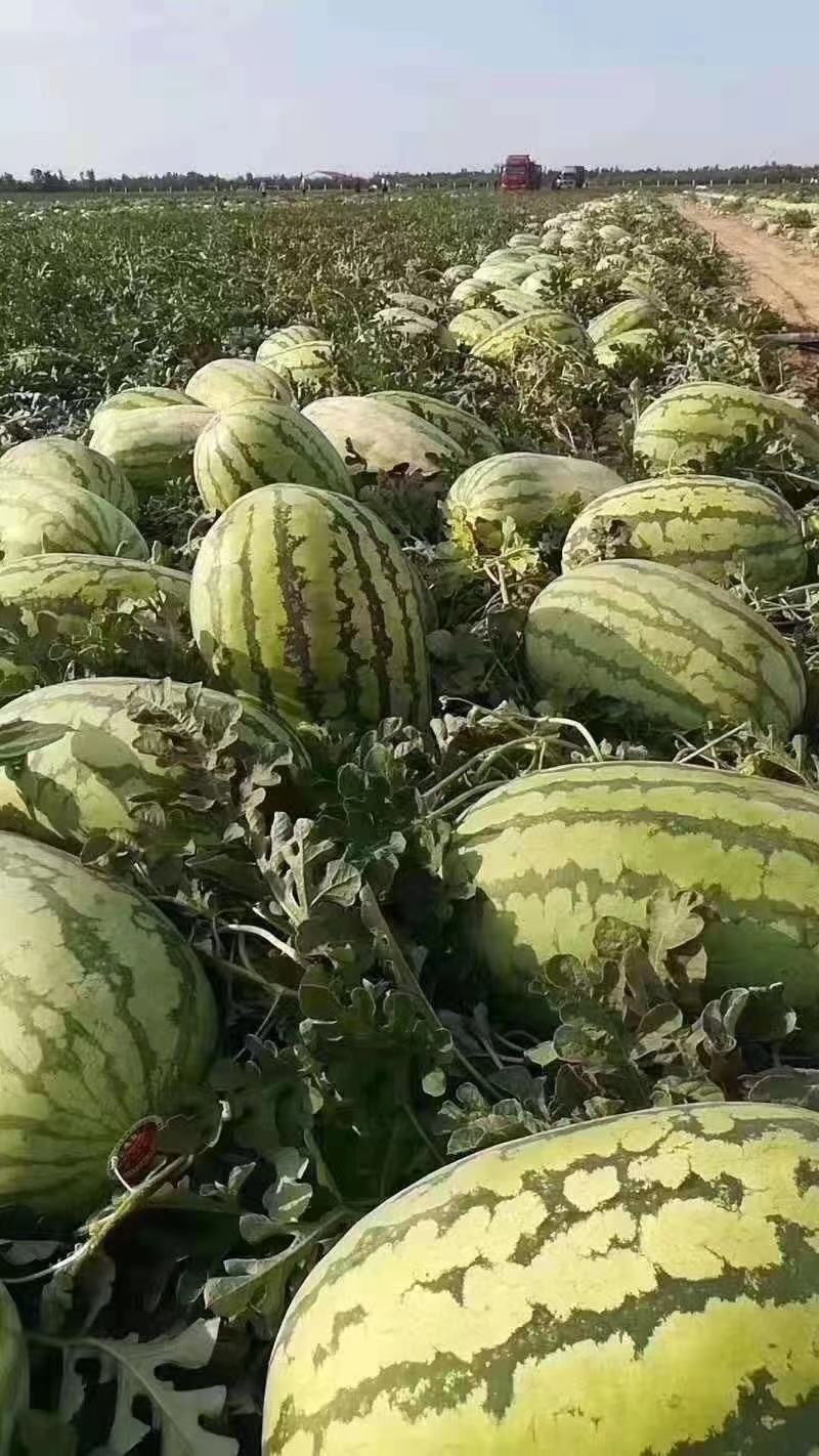 推荐新疆安农二号金城五号九分熟品质保证诚信经营欢迎来电