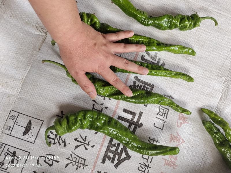 螺丝椒