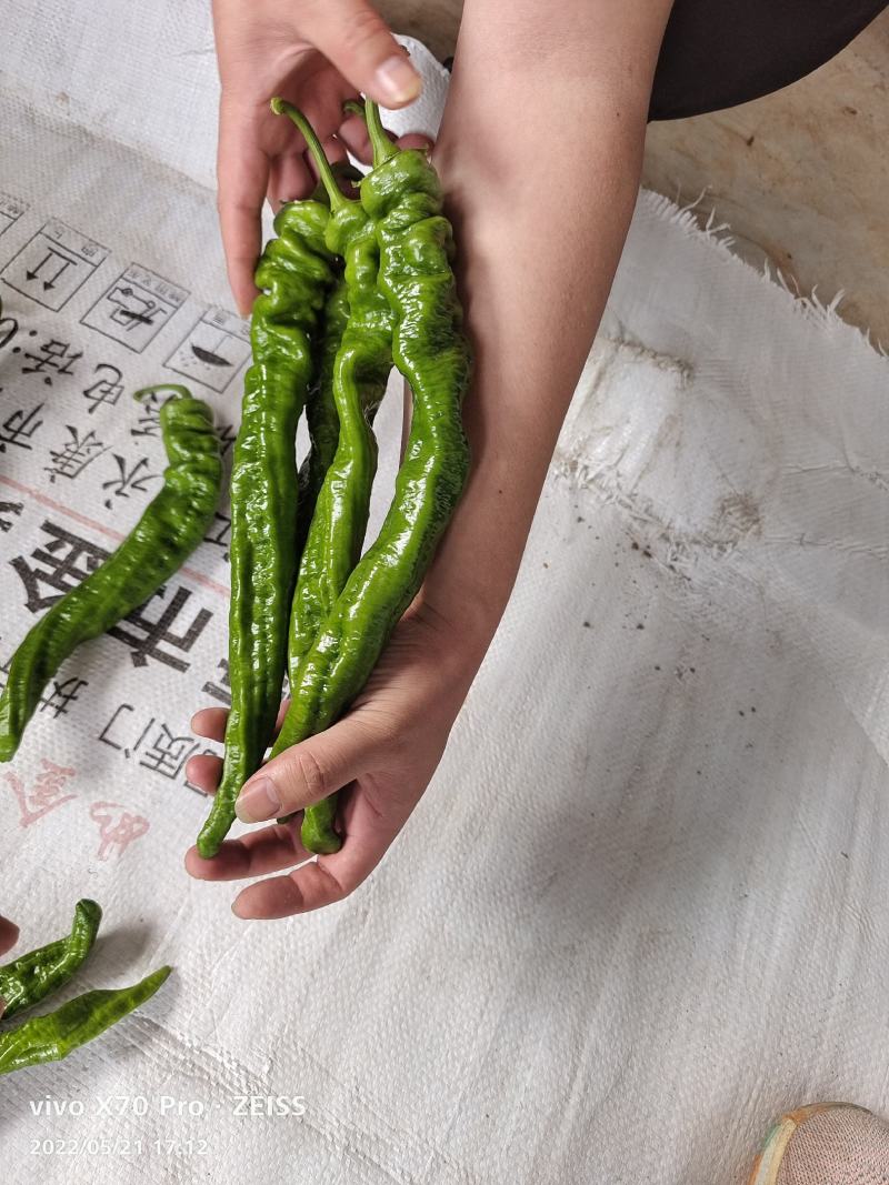 螺丝椒