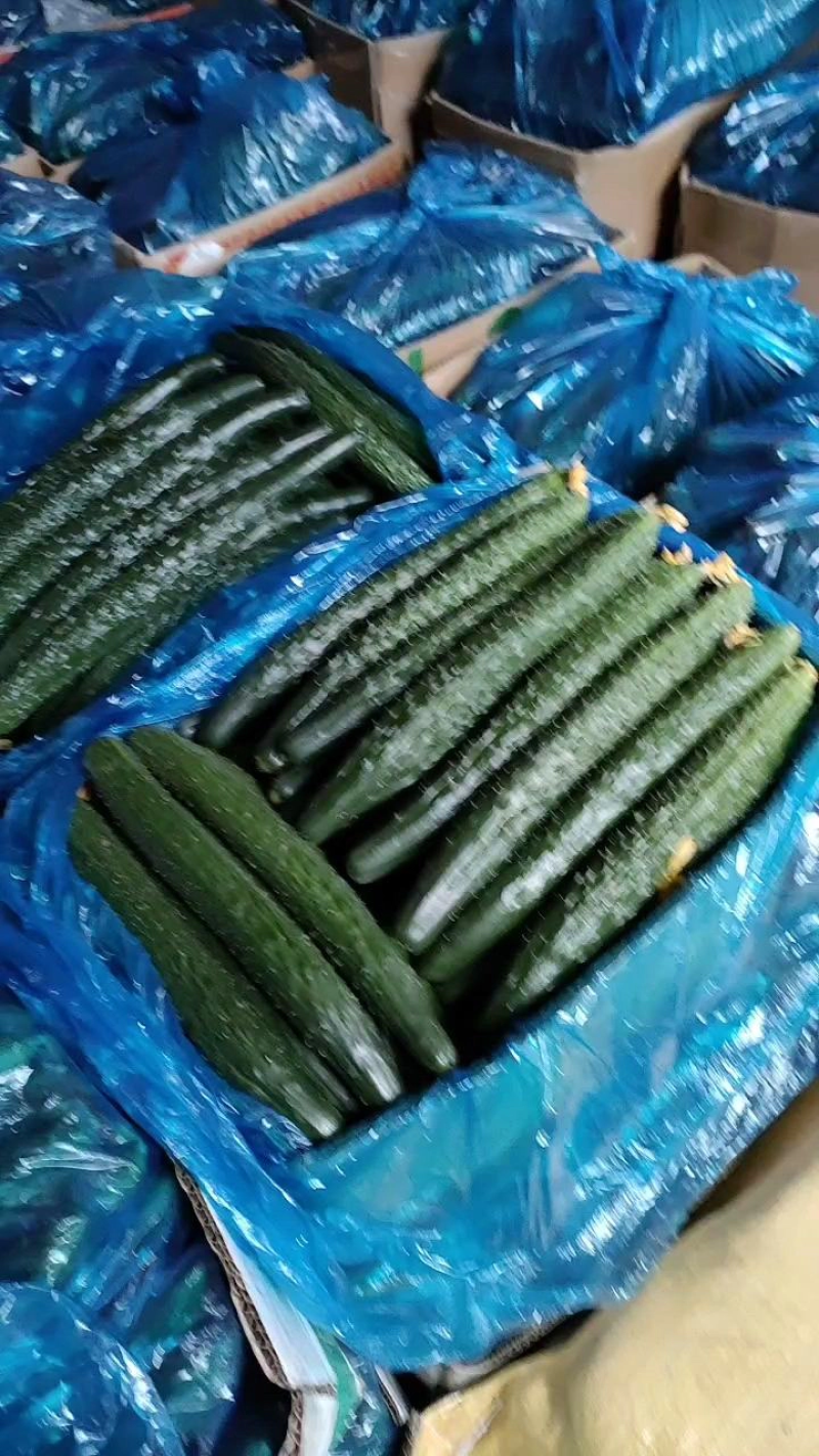 夏邑县油亮鲜黄瓜青瓤，黑条密刺黄瓜一手货源，产地发货