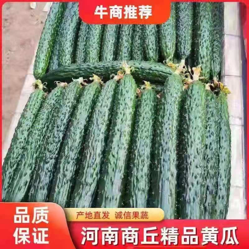 夏邑县油亮鲜黄瓜青瓤，黑条密刺黄瓜一手货源，产地发货