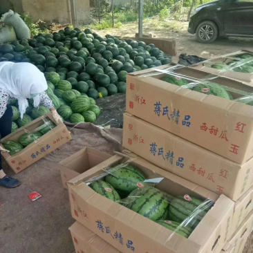 山东潍坊全美2k西瓜熟了，量大从优产地代办一手货源