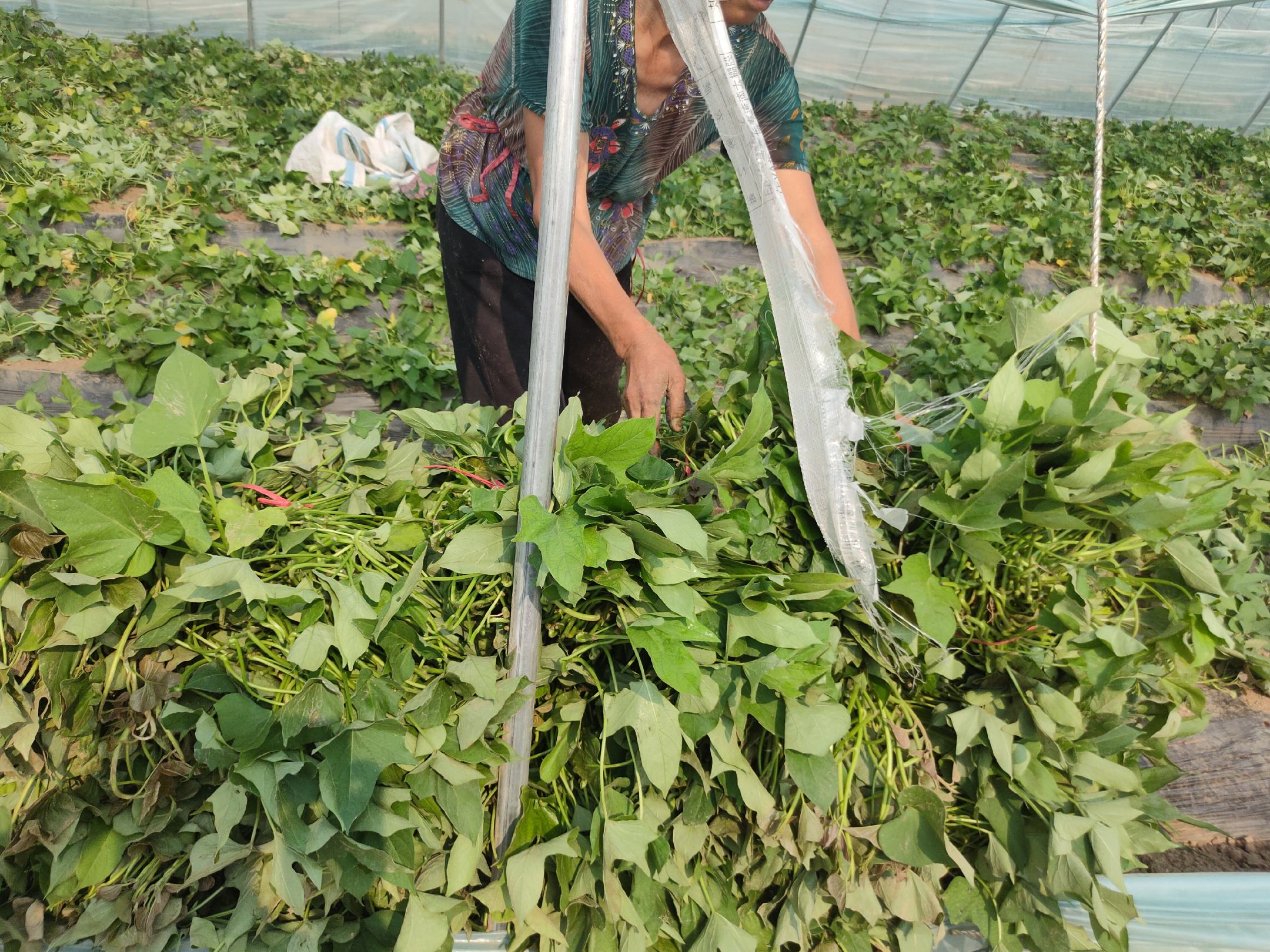 早春红玉西瓜采摘现场