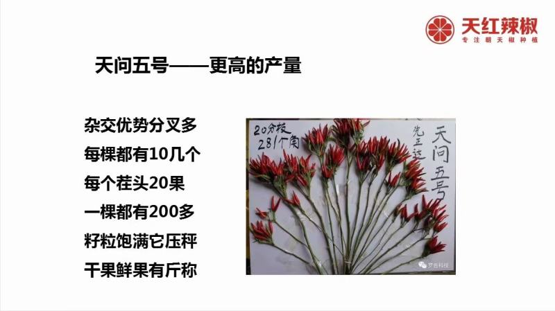 天问五号朝天椒种子中早熟坐果的辣度囗感好商品性好耐重