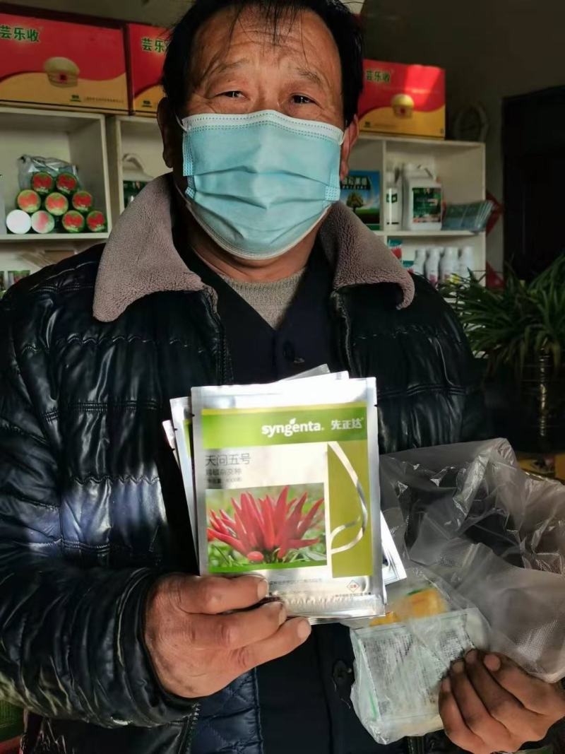 天问五号朝天椒种子中早熟坐果的辣度囗感好商品性好耐重