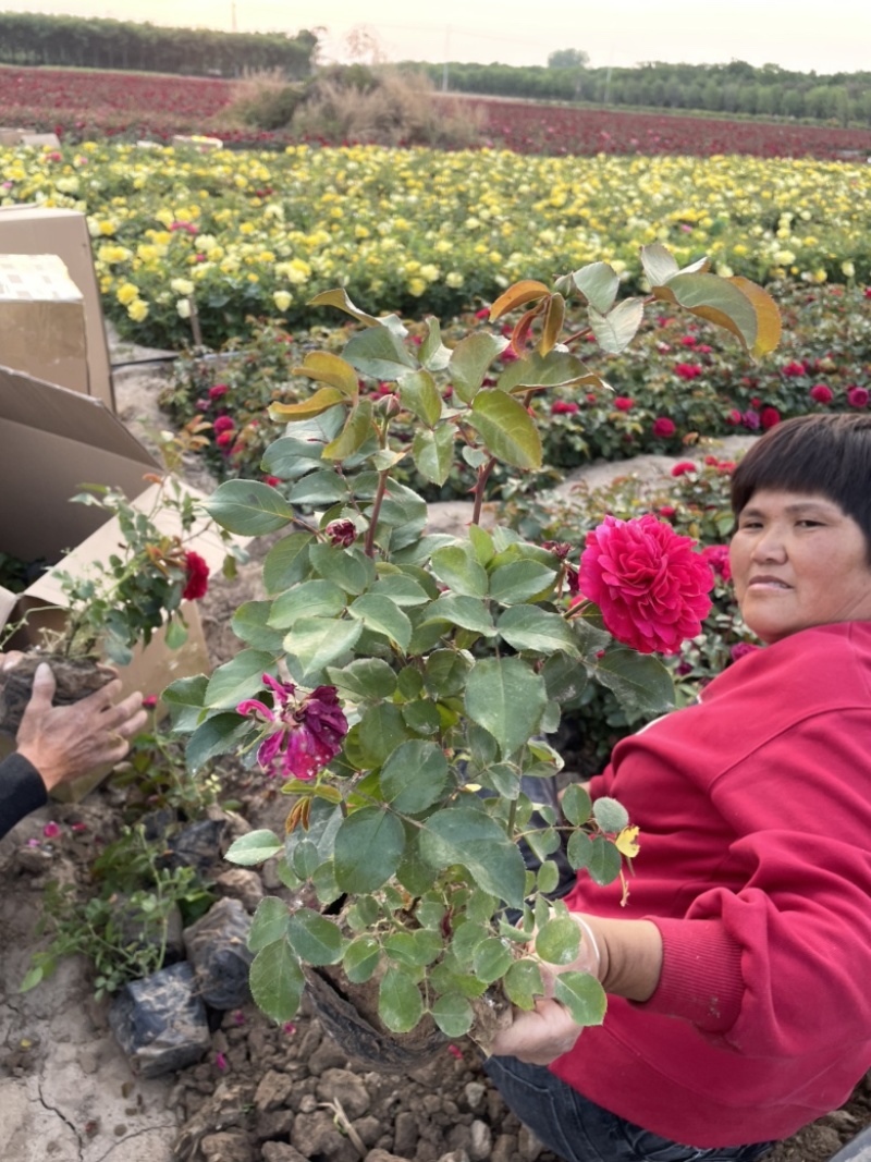 【推荐】河南许昌大花月季规格齐全产地一手货源量大