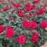 【推荐】河南许昌大花月季规格齐全产地一手货源量大