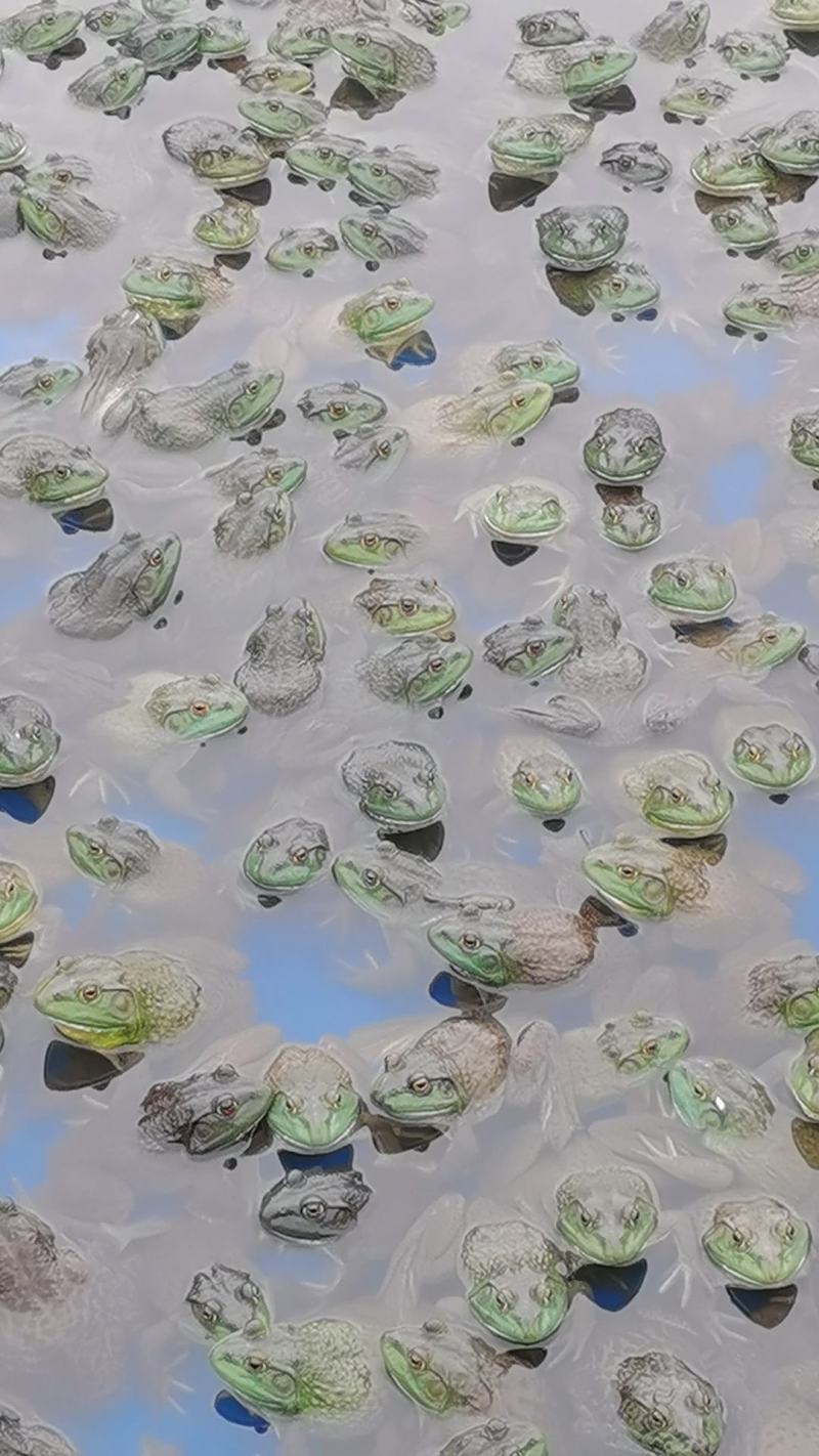 大批量供应精品牛蛙