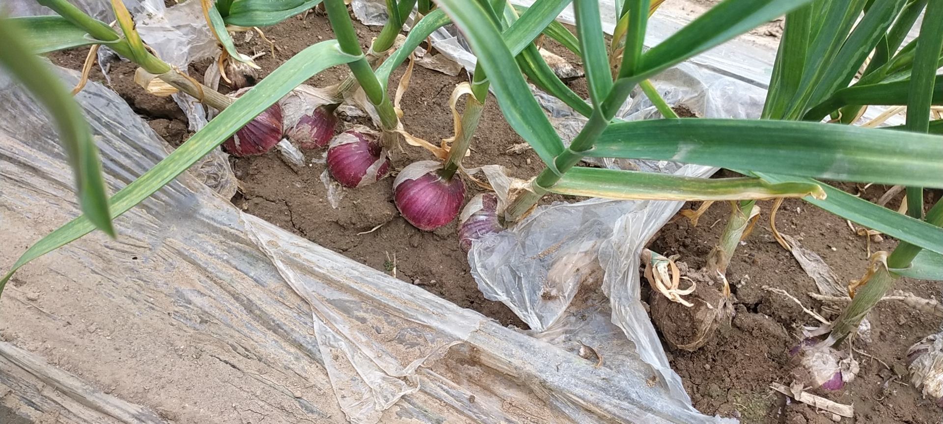 图中展示了独头蒜植株与普通多瓣蒜在田间生长状态的对比,突出其植株形态差异 独头蒜植株与普通大蒜对比图