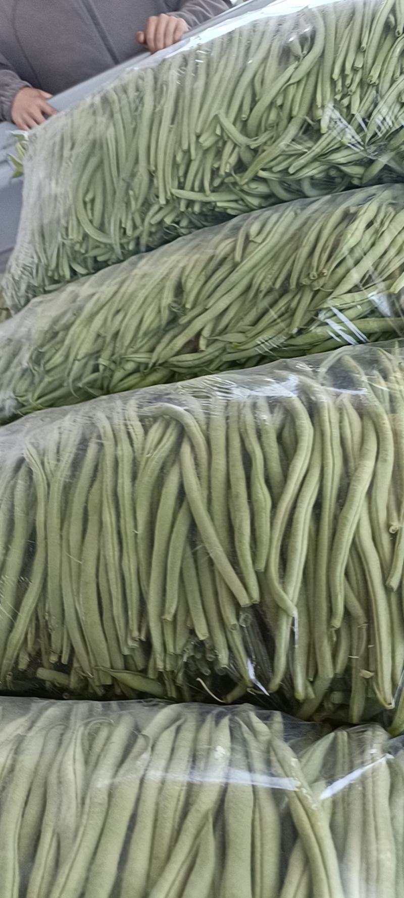 甘肃豆王