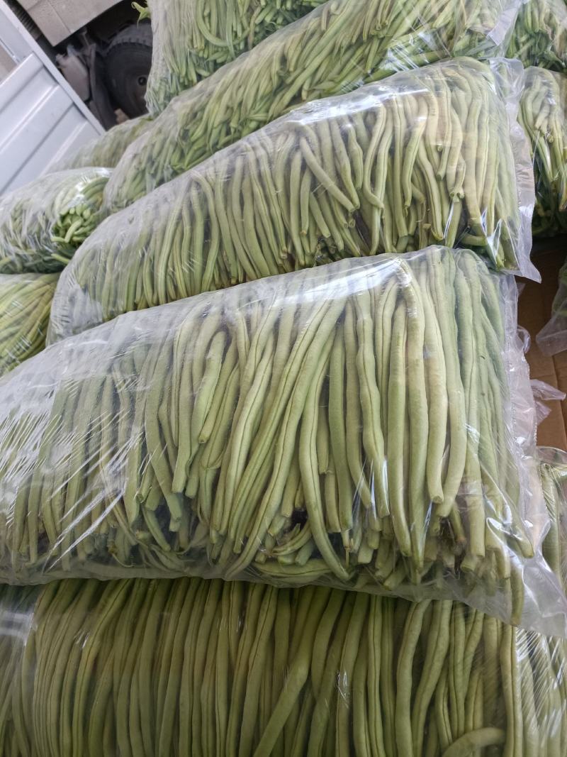 甘肃豆王