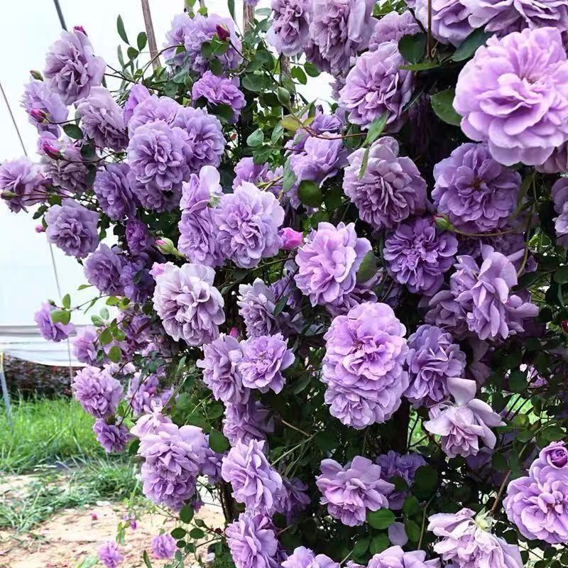 藤本月季红龙爬藤月季红龙月季花养易活庭院植