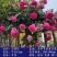 藤本月季红龙爬藤月季红龙月季花养易活庭院植