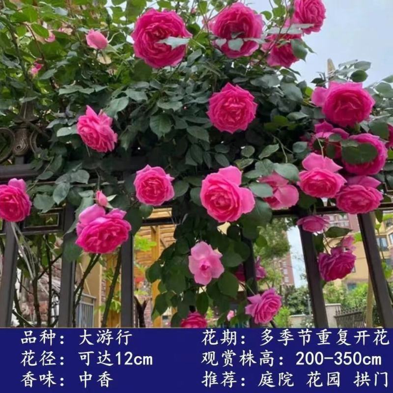 藤本月季红龙爬藤月季红龙月季花养易活庭院植