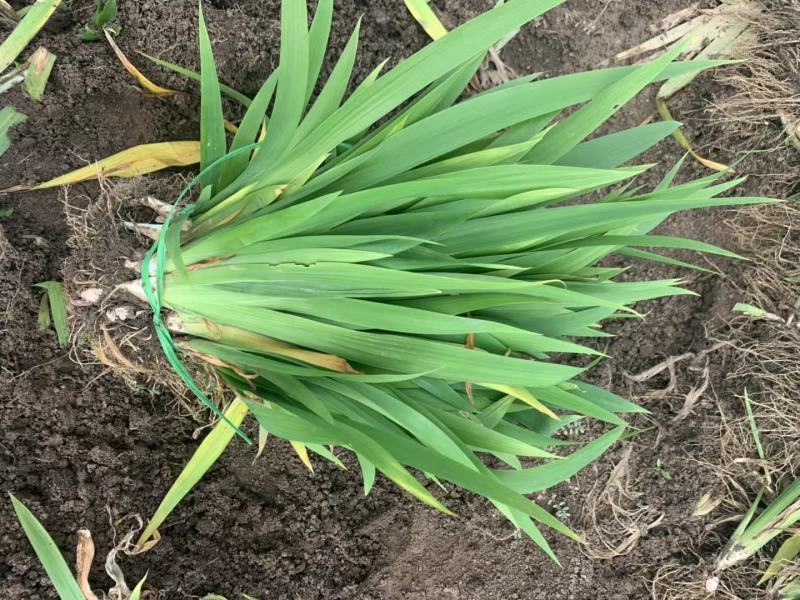 江苏蝴蝶兰苗高度15-35量大从优无中介
