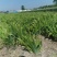 江苏蝴蝶兰苗高度15-35量大从优无中介