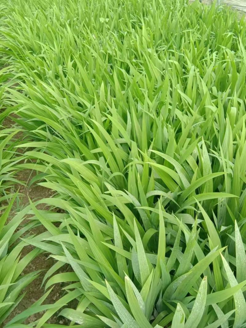 江苏蝴蝶兰苗高度15-35量大从优无中介