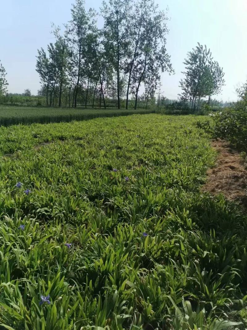 江苏蝴蝶兰苗高度15-35量大从优无中介