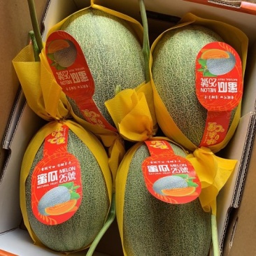 广西北海大量晓蜜25上市