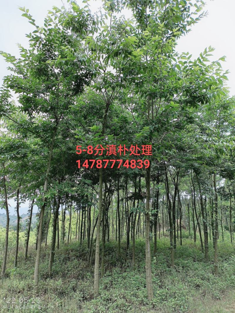 朴树