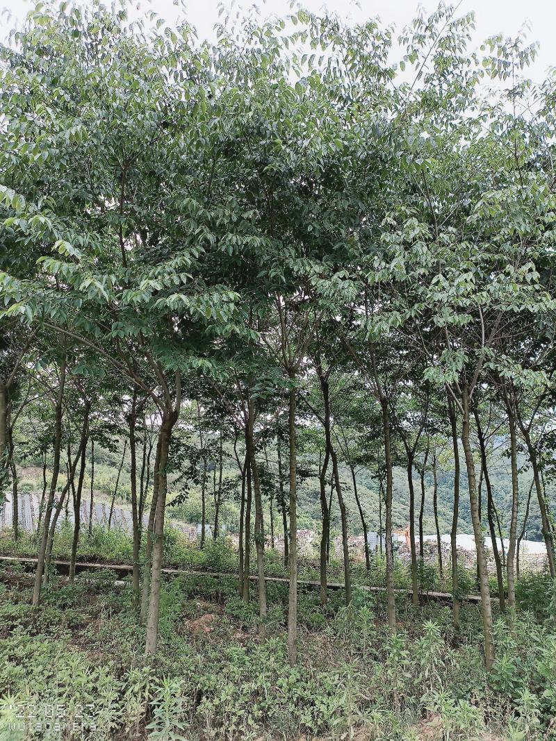 朴树