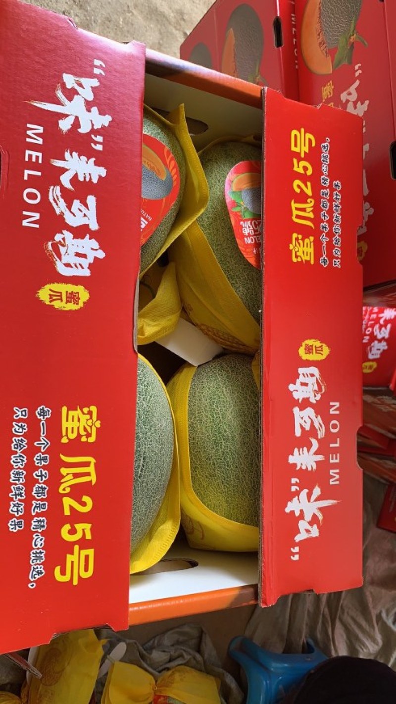 广西北海大量晓蜜25上市
