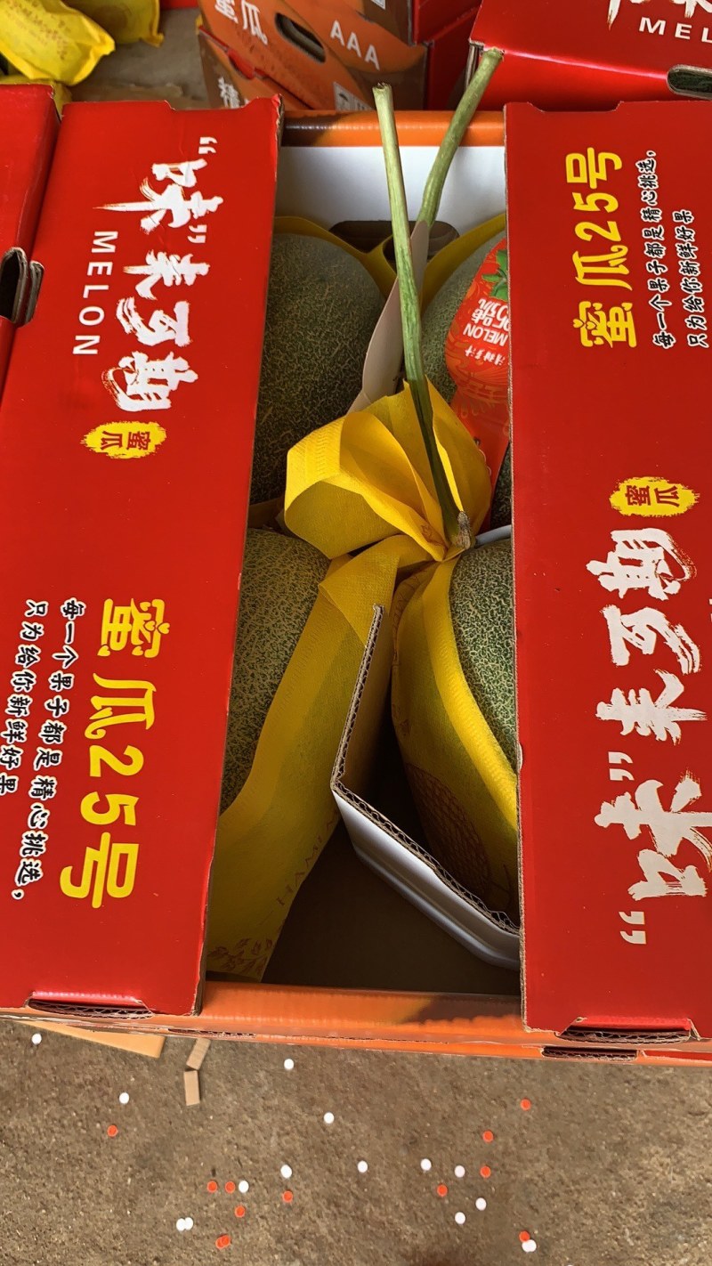 广西北海大量晓蜜25上市
