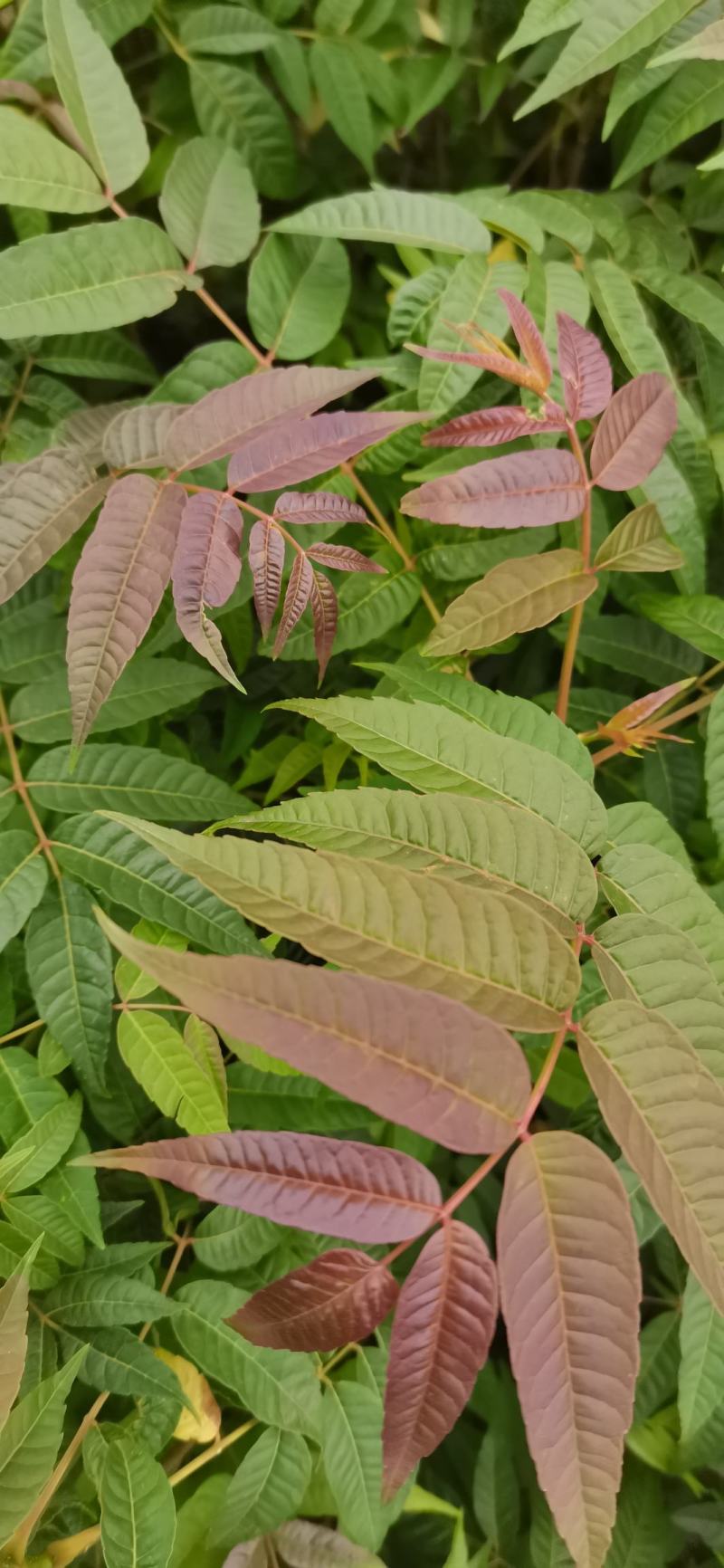 【平台推荐】云南省弥勒市高原四季红油香椿种苗，反季节品种