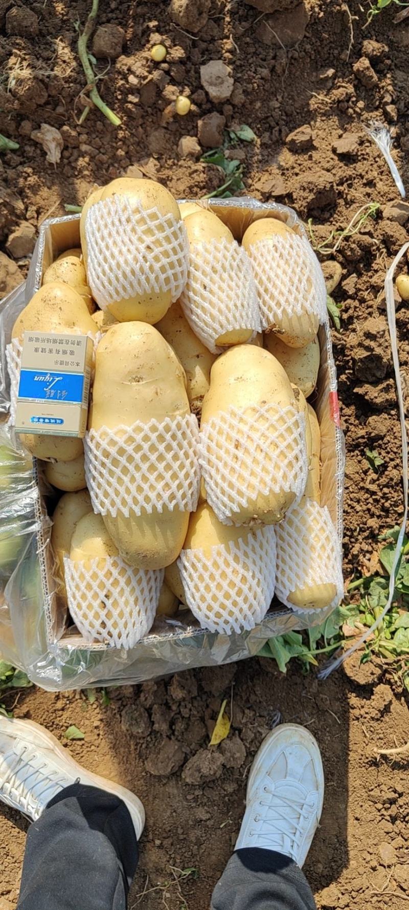 靓货土豆，全国发货，看质量讲诚信，量大质量好