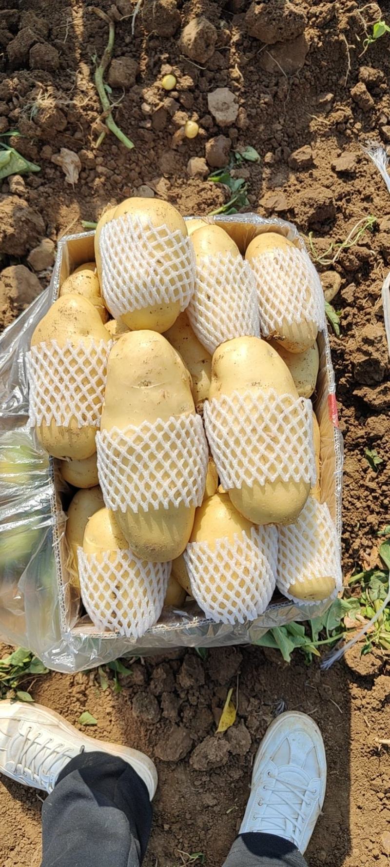 靓货土豆，全国发货，看质量讲诚信，量大质量好