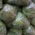 【精品生菜】意大利生菜，产地直发，质量保证，欢迎联系