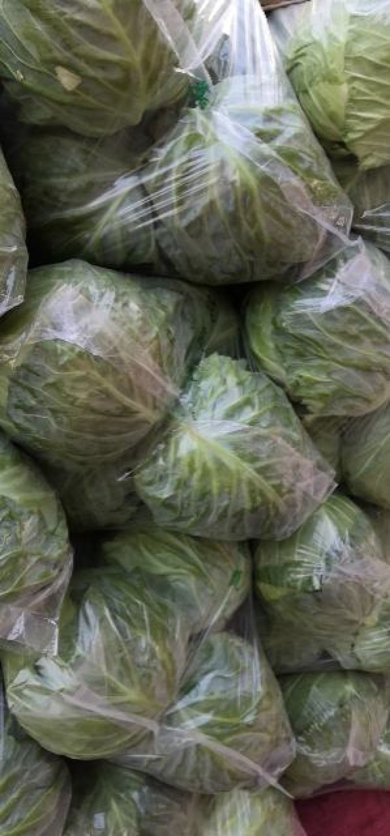 【精品生菜】意大利生菜，产地直发，质量保证，欢迎联系