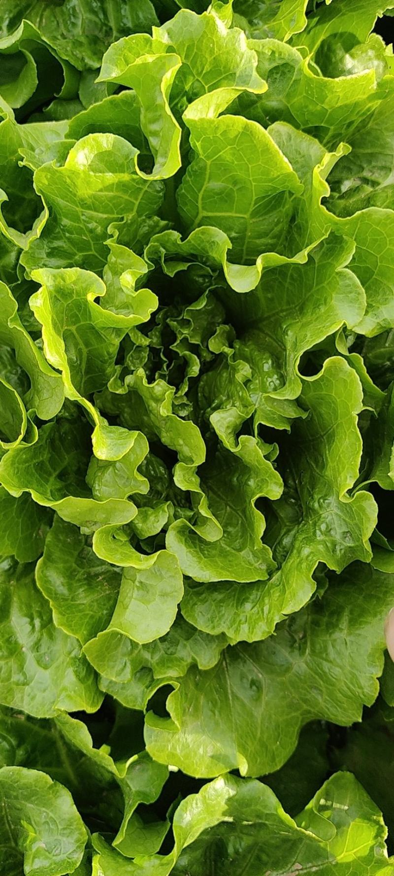 【精品生菜】意大利生菜，产地直发，质量保证，欢迎联系