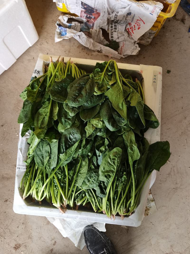 （实力供货）宁夏银川陆地菠菜上市，质量保证，货源充足