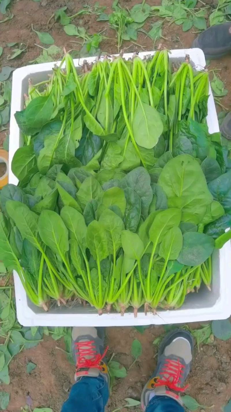（实力供货）宁夏银川陆地菠菜上市，质量保证，货源充足