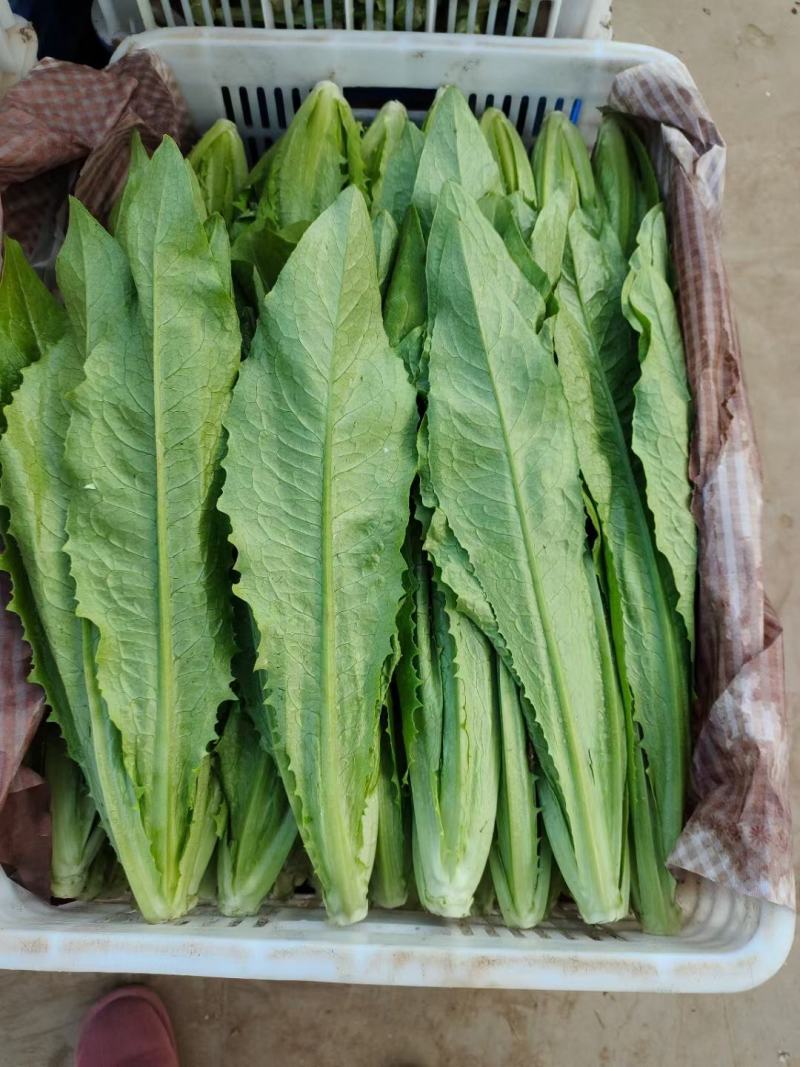 【精品生菜】意大利生菜，产地直发，质量保证，欢迎联系