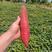 精品西瓜红蜜薯大量出货中品种红薯万亩基地规格齐全