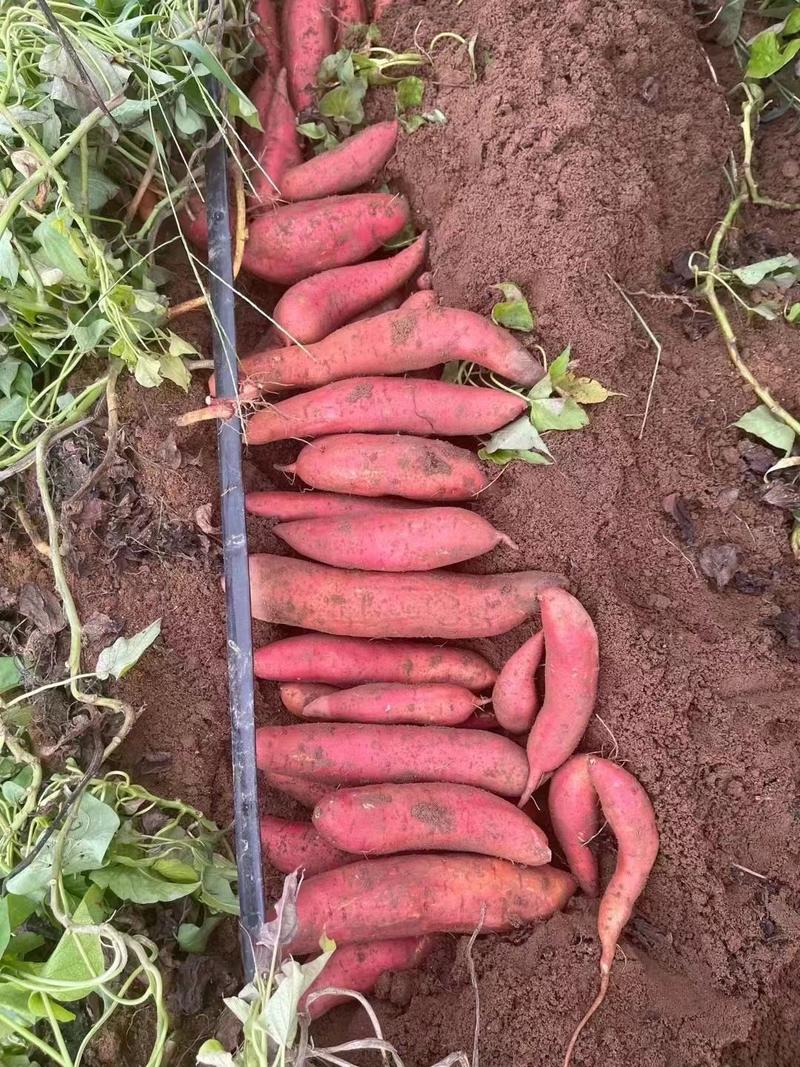 精品西瓜红蜜薯大量出货中品种红薯万亩基地规格齐全