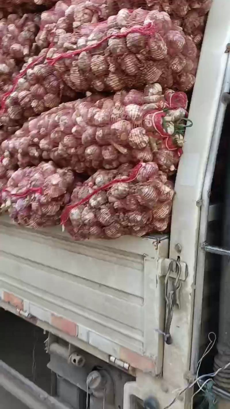 紫皮大蒜大量供应，走市场，电商，个头均匀，货源充足，质量