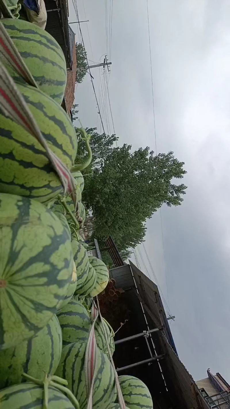 陆地美都，美都西瓜大量上市皮薄大红瓤，个头均匀，质量保证