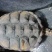 十年以上，弹牙老鳄龟[