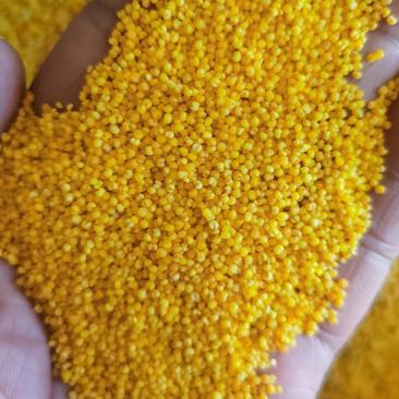 黄金苗小米精加工金苗厂家供应全国发货