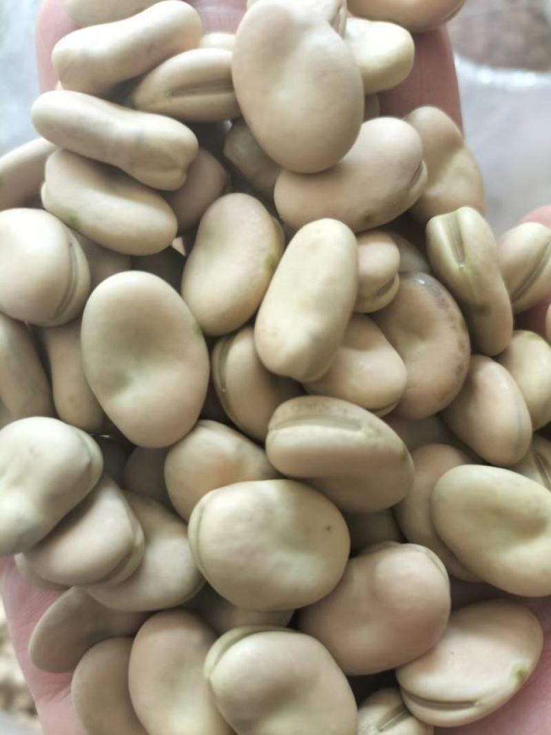楚雄干蚕豆，850粒左右大小，大量供，可供厂家，价格随行