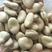 楚雄干蚕豆，850粒左右大小，大量供，可供厂家，价格随行