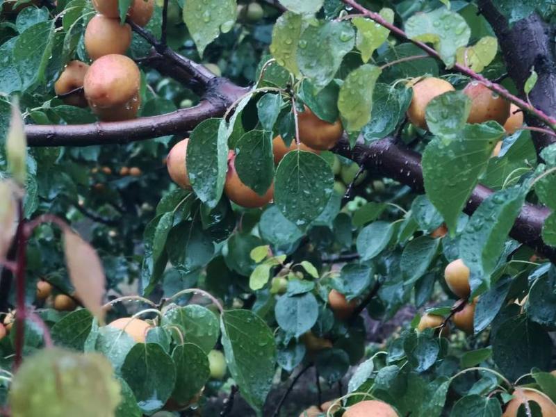 杏子熟了，凯特杏、胭脂红、金太阳。杏子5月初大量上市