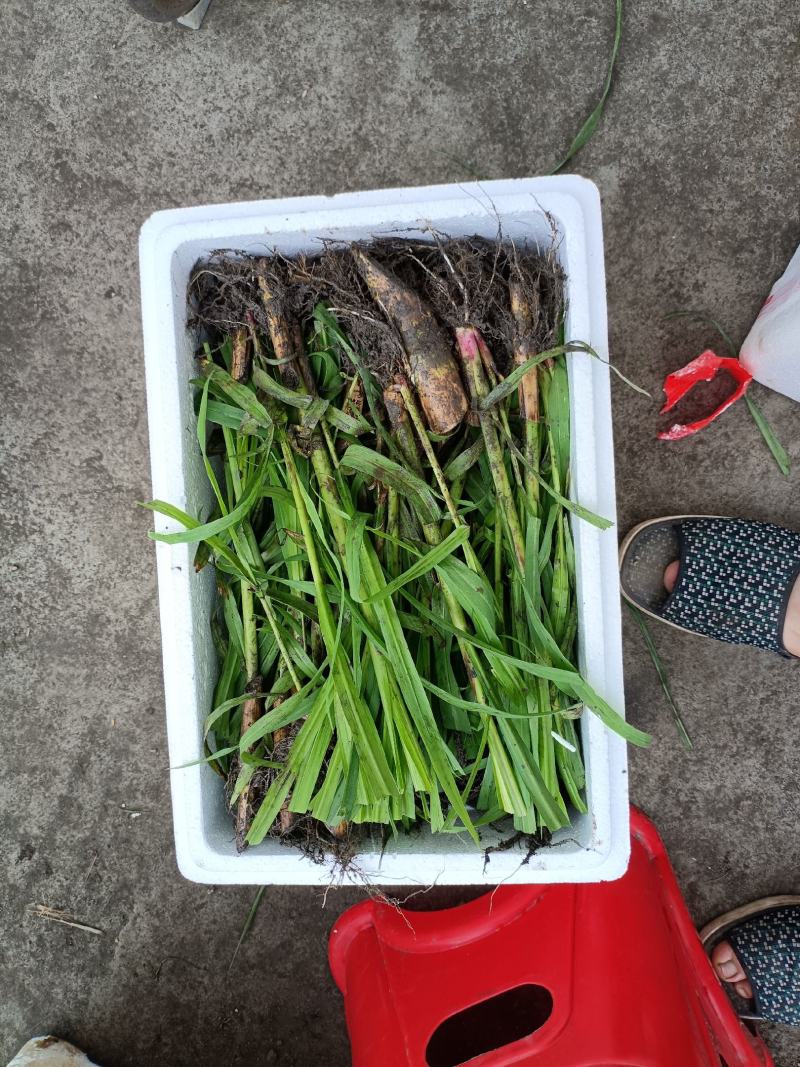 无毛甜像草苗基地直供一手货源诚信经营对接批发商