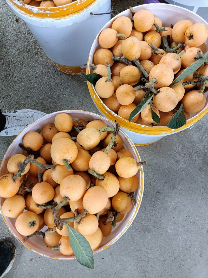 供应台江具革一枇杷