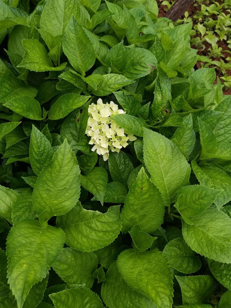 基地供应花境植物绣球花八仙花杯苗绣球花地苗多色绣球花批发